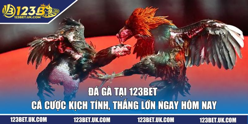 Đá Gà Tại 123BET | Cá Cược Kịch Tính, Thắng Lớn Ngay Hôm Nay